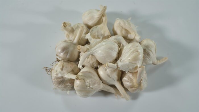 Garlic