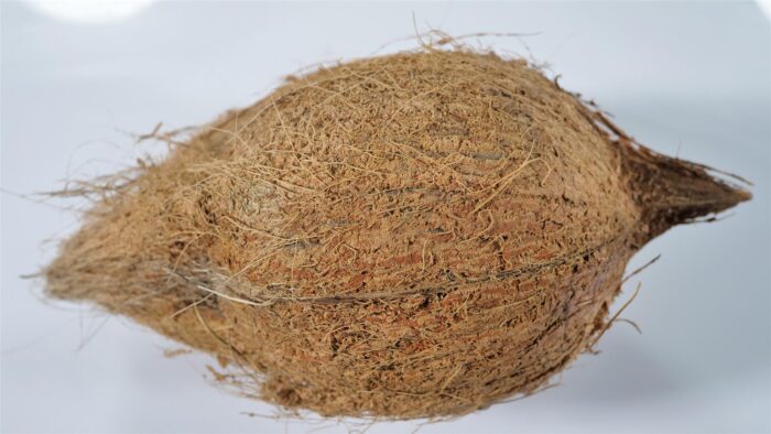 Coconut